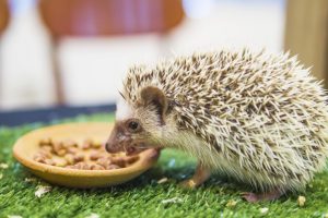 Dwarf porcupine eating food in mimic green garden